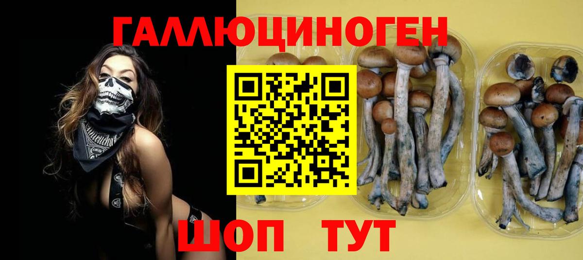 Курчалой  Псилоцибиновые грибы GOLDEN TEACHER  даркнет сайт  Вход с VPN  Псилоцибиновые грибы мухоморы 